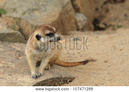 Small Meercat Resting