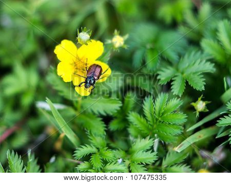 Garden beetle, Phyllopertha horticola