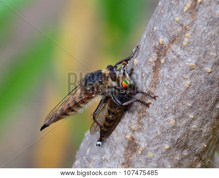 Robber fly trapping other robber fly