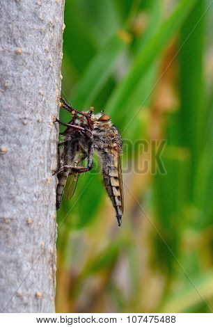 Robber fly trapping other robber fly