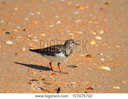 Ruddy Turnstone Bird