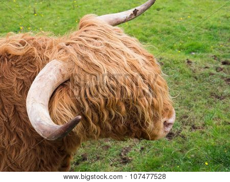 Scittish highland cow