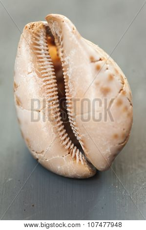 Sea shell