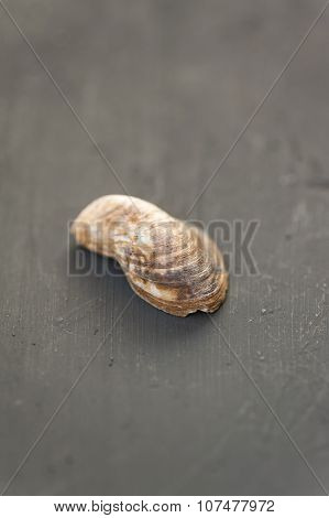 Sea shell