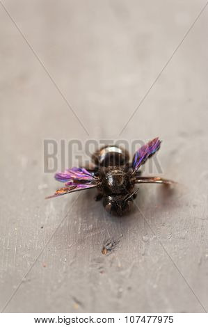 Violet bee