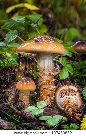Cortinarius Trivialis Edible Fungus