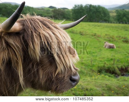 Scittish highland cow