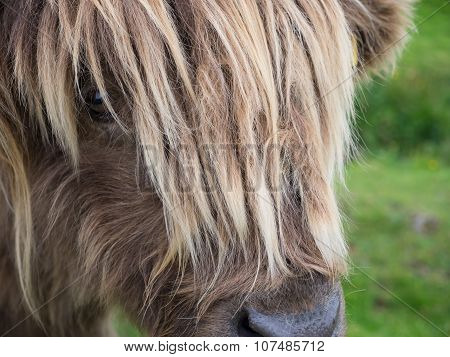Scittish highland cow