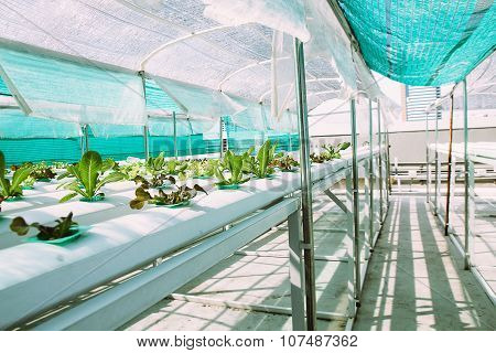 Green Vegetable hydroponics farm.