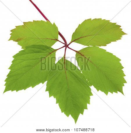 Parthenocissus