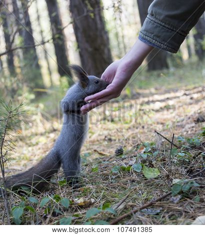 Squirrel in a city park eating peanuts from the hands of man