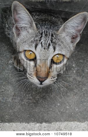 Thai Katze