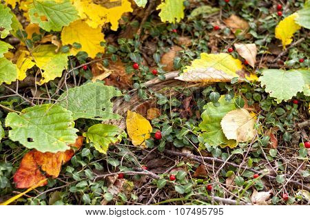 Partridge Berry (mitchella)