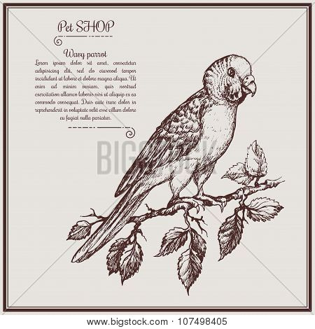 Illustration wavy parrot on brunch fo pet shop commercial
