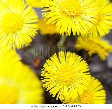 Yellow Coltsfoot Flowers (tussilago Farfara)