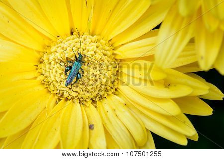 Insect On Flower