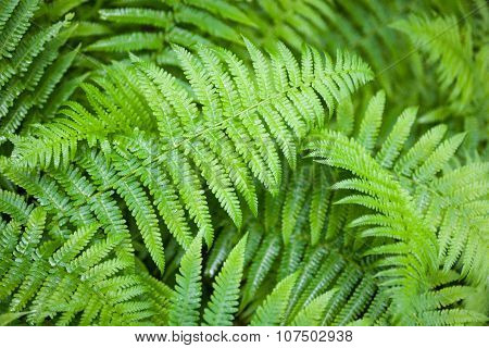 Green Fern Stems And Leaves