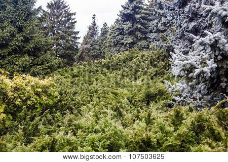 Landscape With Blue Spruces And Juniper Bushes