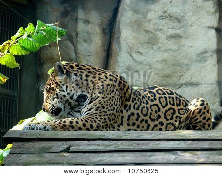 Amur parsı (Panthera pardus orientalis)