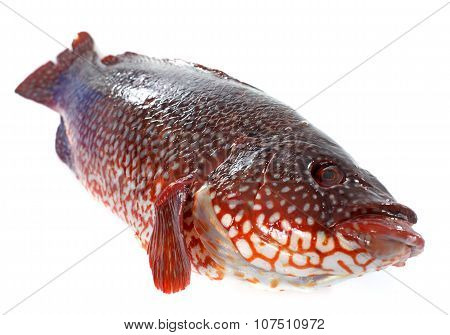 Red Ballan Wrasse