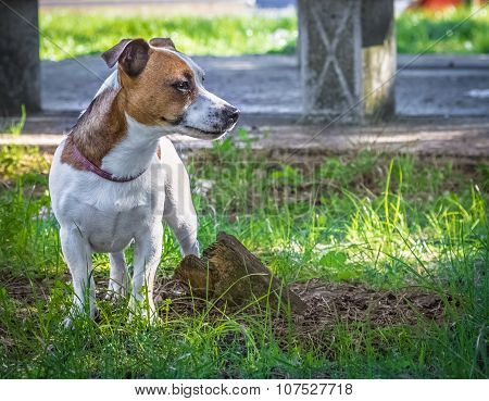 Jack Russell Terrier Puppy In The Green Grass, Lovely Small Size Dog