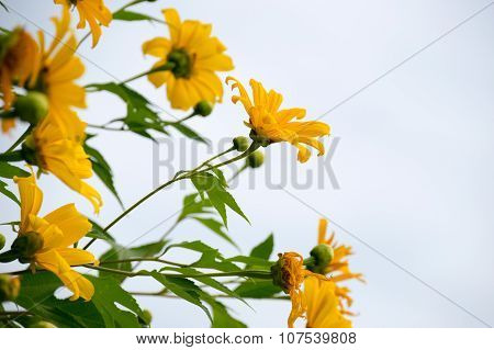 Tree marigold or Mexican tournesol or Mexican sunflower or Japanese sunflower or Nitobe chrysanthemu