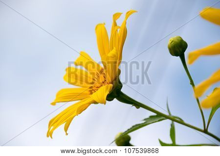 Tree marigold or Mexican tournesol or Mexican sunflower or Japanese sunflower or Nitobe chrysanthemu
