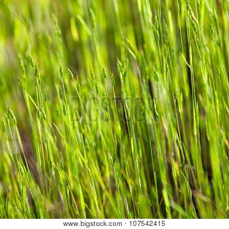 Green Grass In The Sunshine