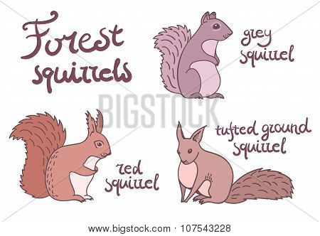 Forest squirrels set.