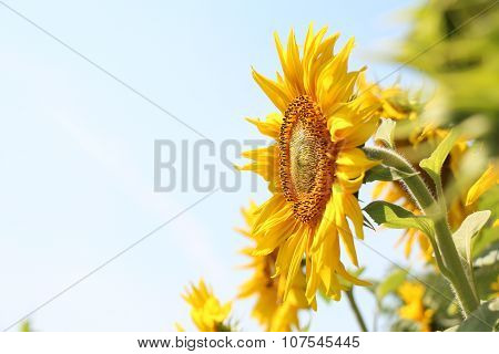 Blooming sunflower on a sky background