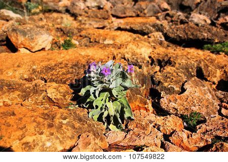 beautiful flower