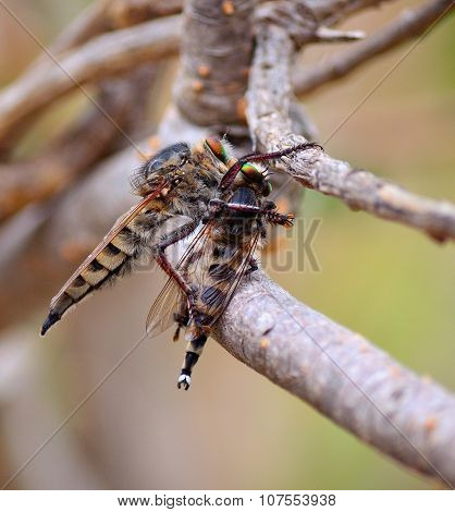 Robber fly trapping other robber fly
