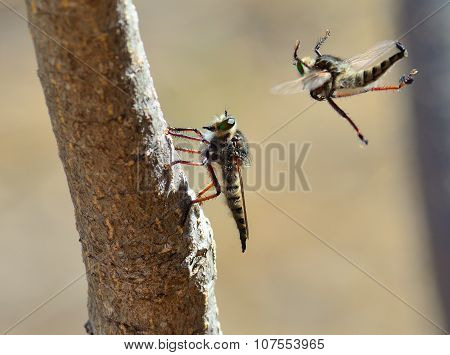 Courtship ritual of robber fly