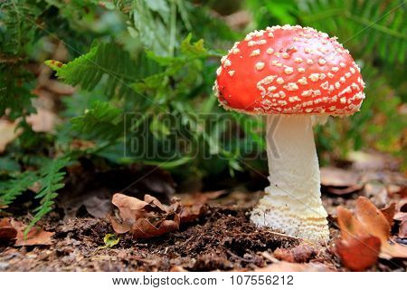 Magic Mushroom