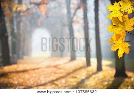 Autumn Colonade With A Gateway