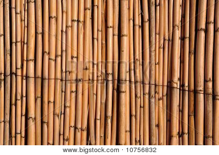 Fence Of Reeds