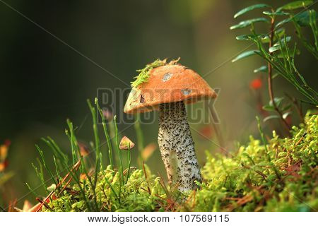 Boletus growing in Lithuanian forest
