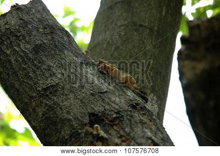 Schizophyllum Commune