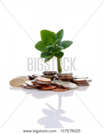 Young tree growing from pile of coins