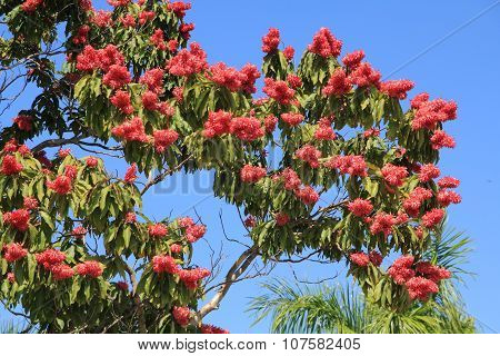 Red Blooming Tree