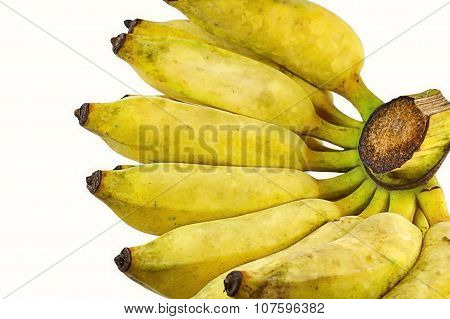 Cultivate Banana On White Background
