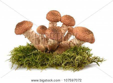 Honey Mushroom