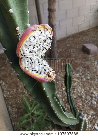Cactus Fruit With Seeds