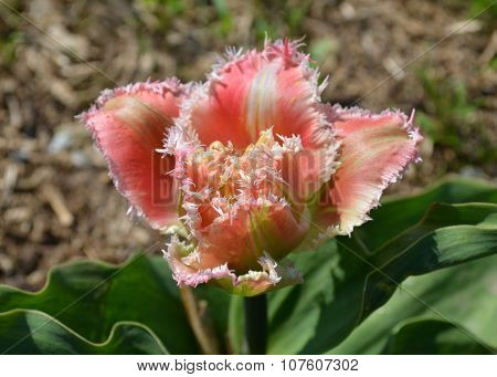 Pink tulip fringed with white ragged edges