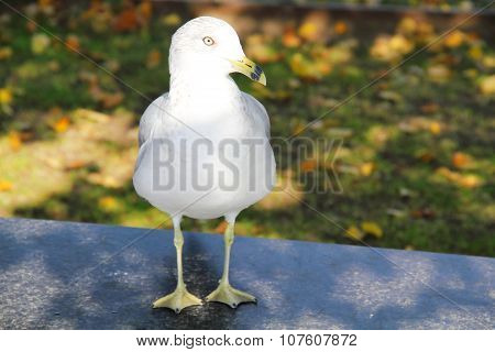 White seagull perches on black ground. Blurred background of lawn. Sunshine on head of seagull