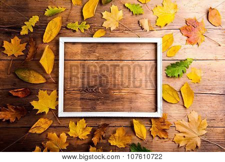 Autumn leaf composition.