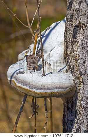Mushroom on a tree trunk