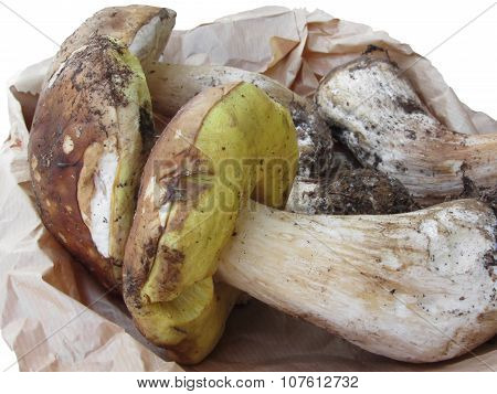 Porcini Mushrooms Isolated On White Background