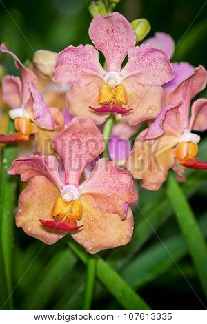 Yelow And Pink Aranda Christine Orchid Flower