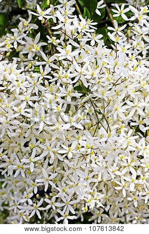 Flowering garden vine Clematis paniculata (Clematis paniculata)